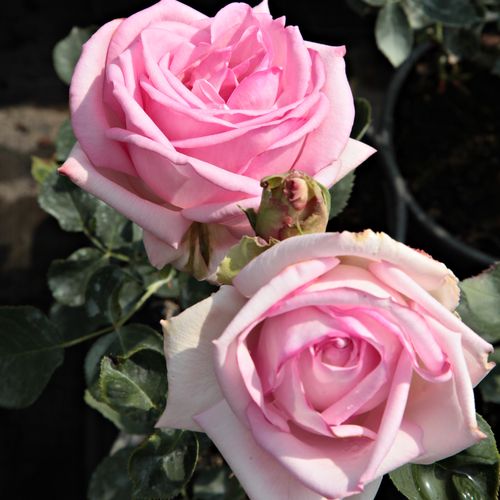 Gärtnerei - Rosa Madame Maurice de Luze - rosa - teehybriden-edelrosen - stark duftend - Joseph Pernet-Ducher - Ihre karminrosa rundlichen Blüten haben einen natürlichen Charme und wirken auch beim Zusammenpflanzen gut.